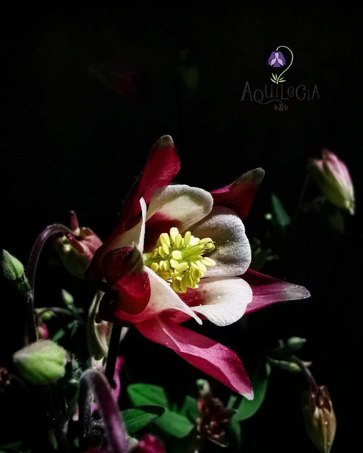 B&B Aquilegia Acqualagna Εξωτερικό φωτογραφία